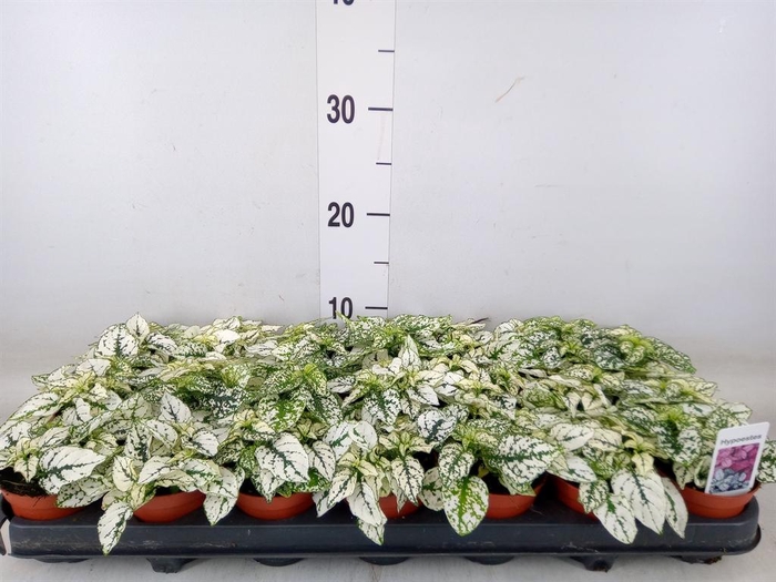<h4>Hypoestes phyllo. 'Confetti C Whit'</h4>