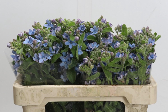 Oxypetalum Tweedia Blue