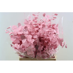 Euca Cinerea Pink P Bunch