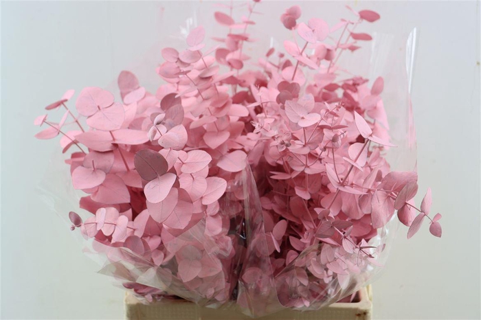 <h4>Euca Cinerea Pink P Bunch</h4>