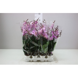 Phal Midi Roze 2 Tak