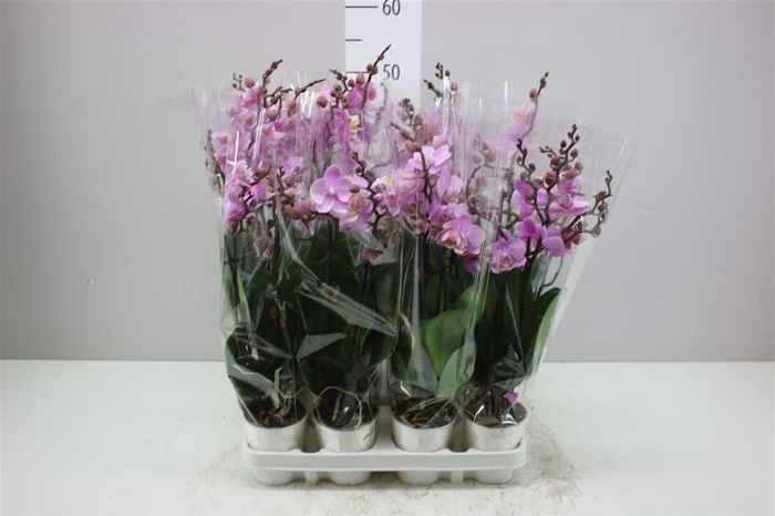 <h4>Phal Midi Roze 2 Tak</h4>