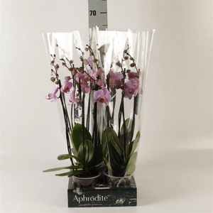 Phalaenopsis   ...rose