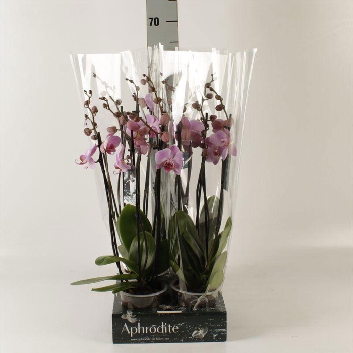 <h4>Phalaenopsis   ...rose</h4>