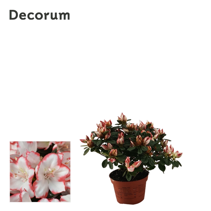 <h4>Azalea 9 cm Sachsenstern Decorum</h4>