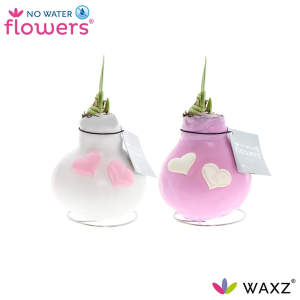 <h4>No Water Flowers Waxz® Love roze/wit met hartjes</h4>