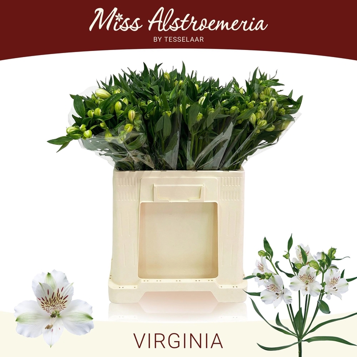 <h4>ALSTR VIRGINIA</h4>