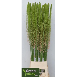 Eremurus Romance
