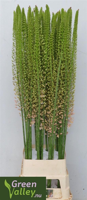 <h4>Eremurus Romance</h4>