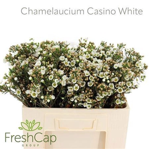 Chame Un Casin White