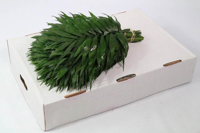 <h4>Chico Jumbo White Box (air)</h4>