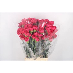 Di St Zeppelin Hotpink