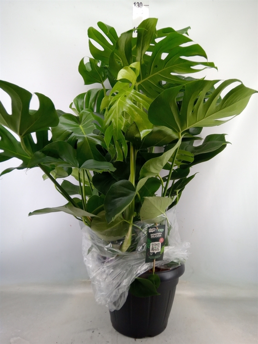 <h4>Monstera delic.</h4>