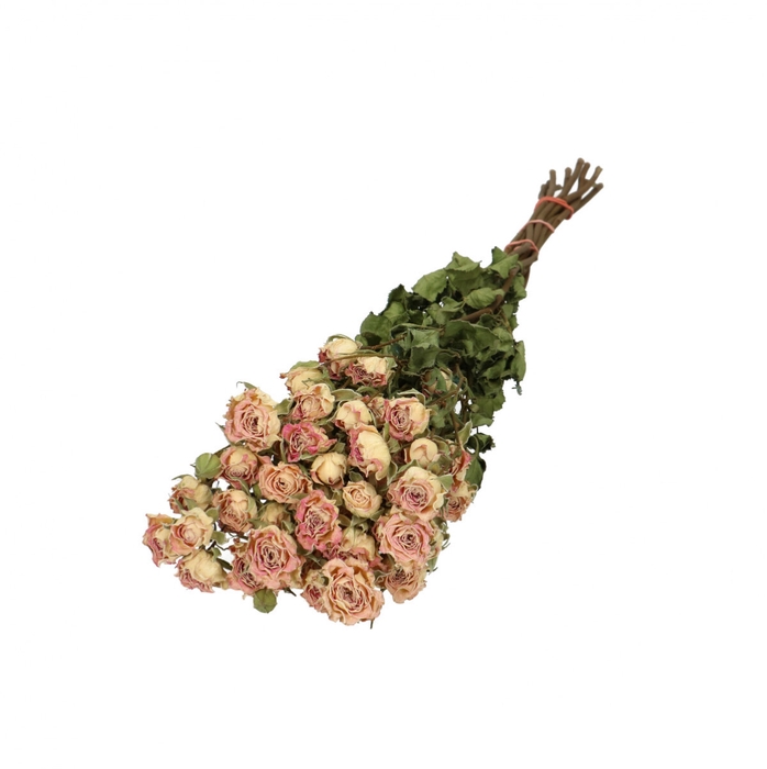 Dried flowers Rose spray 50cm x10
