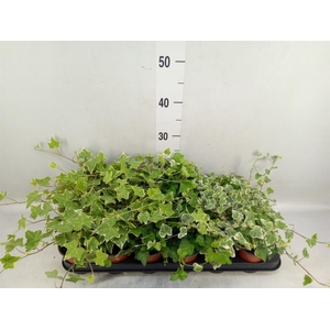 Hedera helix   ...mix 3