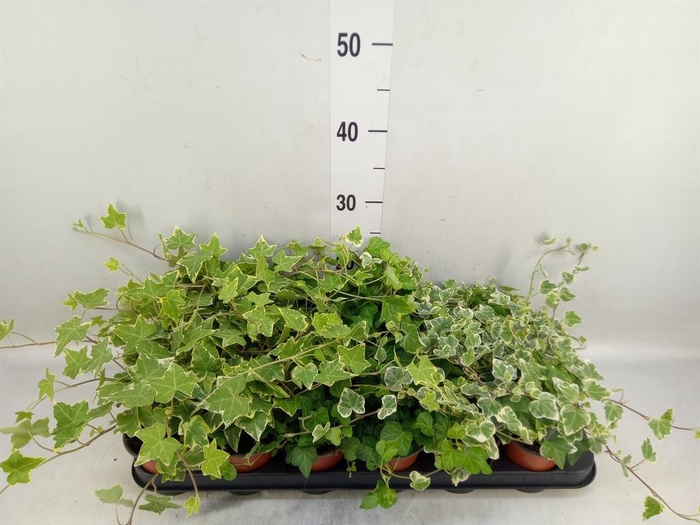 <h4>Hedera helix   ...mix 3</h4>