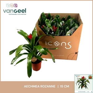 AECH ROZ ELEGANT RED