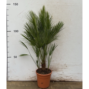 CHAM HUMILIS