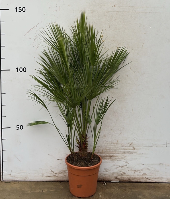 <h4>CHAM HUMILIS</h4>