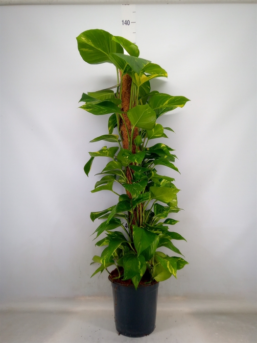 <h4>Epipremnum pinn.   ...moss stick</h4>