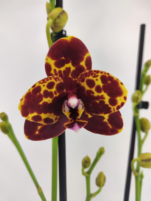 <h4>Limited 31 week 2</h4>