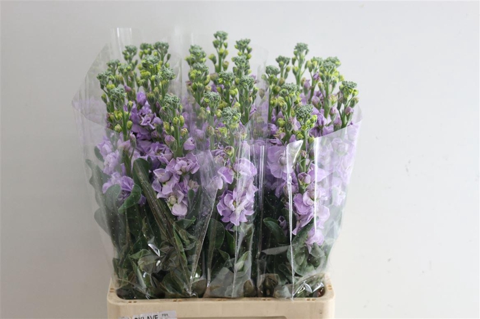 <h4>Matthiola Iron Lavandel</h4>