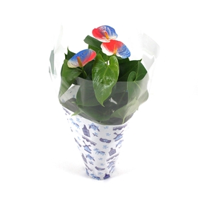 Anthurium XL.03 Arisa White 12cm met Nederlands hoesje en rood-wit-blauw geverfd