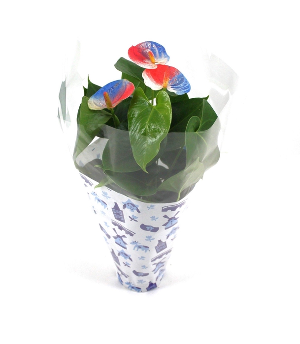 <h4>Anthurium XL.03 Arisa White 12cm met Nederlands hoesje en rood-wit-blauw geverfd</h4>