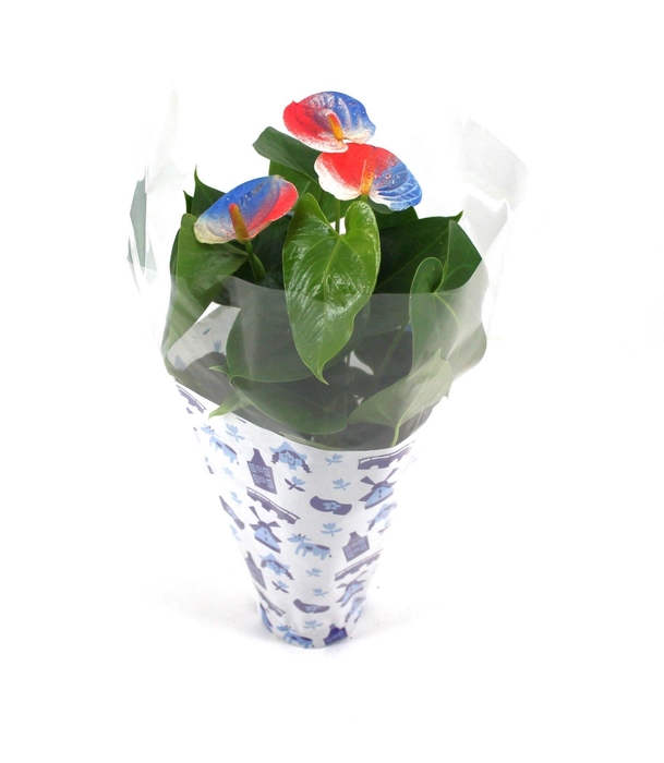 <h4>Anthurium XL.03 Arisa White 12cm met Nederlands hoesje en rood-wit-blauw geverfd</h4>