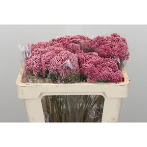 Ozothamnus Booming Pink