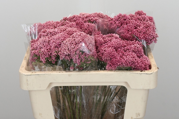 <h4>Ozothamnus Booming Pink</h4>