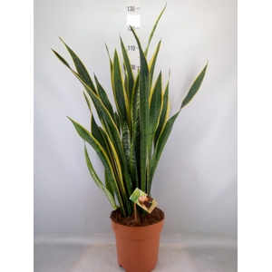 Sansevieria trifa. 'Laurentii'