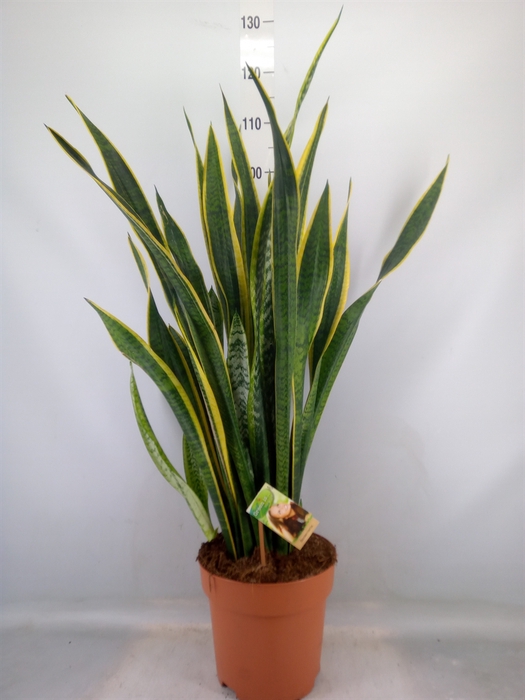 <h4>Sansevieria trifa. 'Laurentii'</h4>