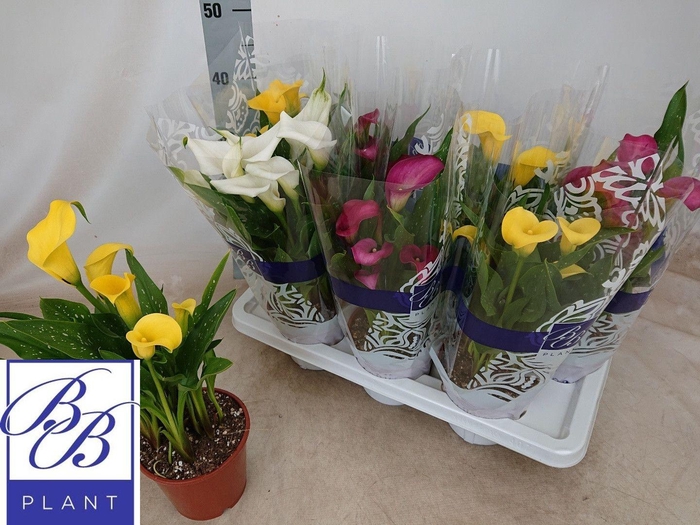 <h4>ZANT GEM 4 KL</h4>