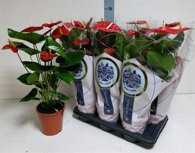 <h4>ANTHU A JAMBO RED</h4>