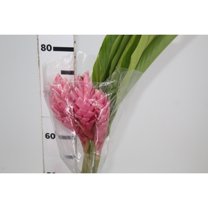 ALPINIA PURPURATA ROSA