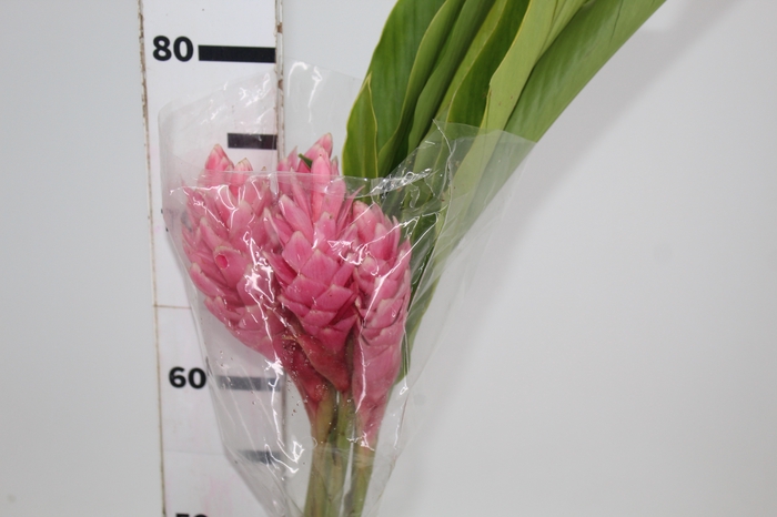 <h4>ALPINIA PURPURATA ROSA</h4>