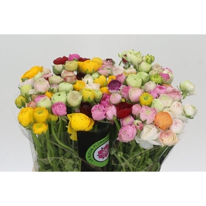 Ranunculus Elegance Rainbow