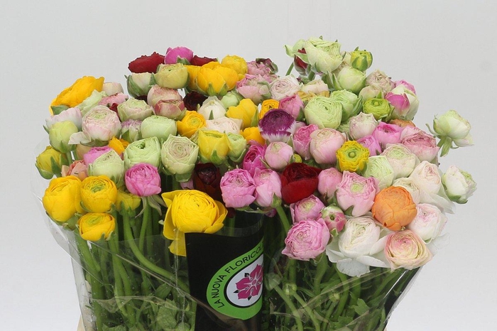 Ranunculus Elegance Rainbow
