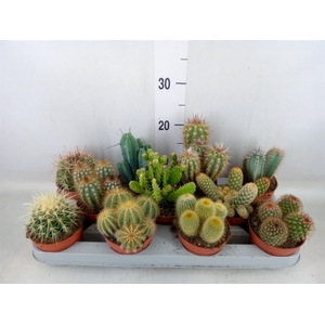 Cactus   ...mix