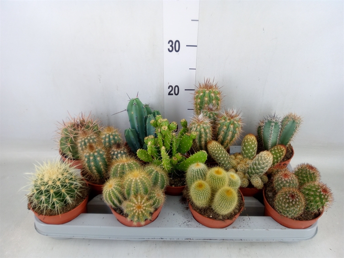 <h4>Cactus   ...mix</h4>