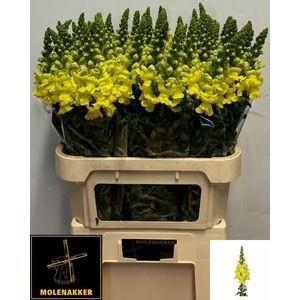 <h4>Antir Op Yellow</h4>