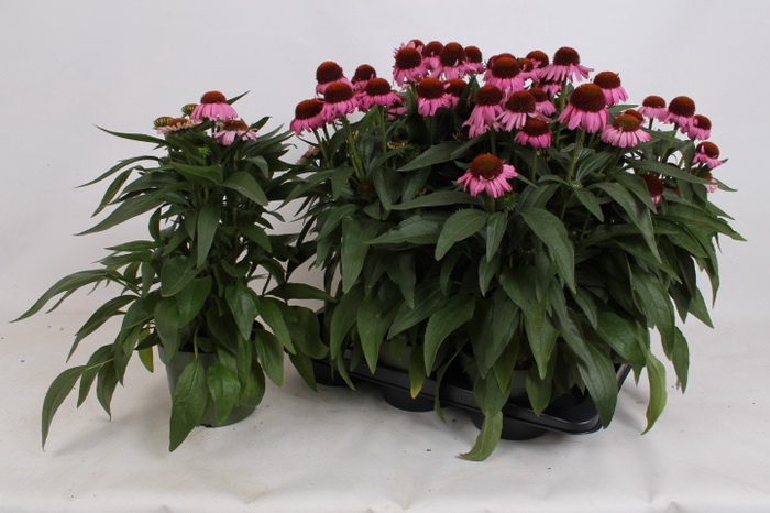 <h4>ECHINA SOMBRERO ROSE</h4>