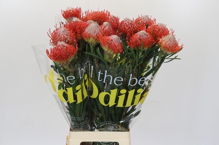 <h4>Nutans Tango</h4>