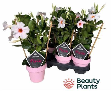 <h4>Mande Sun Cr Pink Rek</h4>