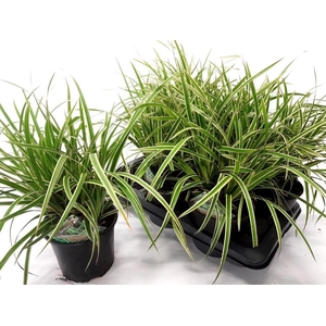 CARE MO VARIEGATA
