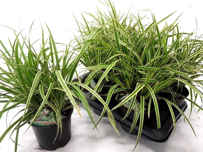 <h4>CARE MO VARIEGATA</h4>