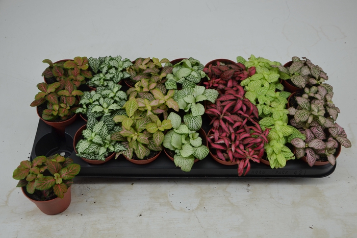 <h4>FITT GEM 7 KL</h4>