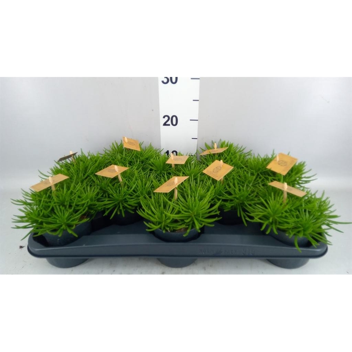 <h4>Senecio archeri 'Himalaya'</h4>