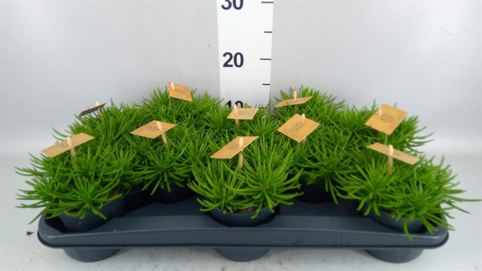 <h4>Senecio archeri 'Himalaya'</h4>